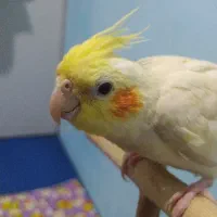 عروس هلندی لوتینو