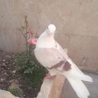 کبوتر نباتی