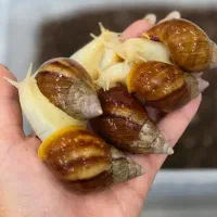 واگذاری فوری حلزون