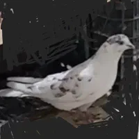 کبوتررفتنی|حیوانات|ارومیه, |دیوار