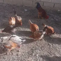 حیوان مرغ