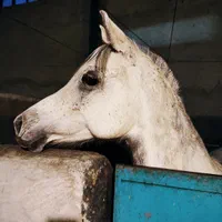 اسب و پانسیون