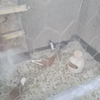 چندتا رنگه ماده|پرنده|تربت‌حیدریه, اندیشه|دیوار