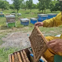 عسل طبیعی سماق. دیابتی