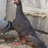 چندتا کفتر دورگ ورنگی