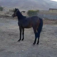 کره مادیون|اسب و تجهیزات اسب‌سواری|بروجرد, |دیوار