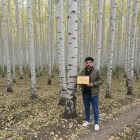 صنوبر شیراز (چوب‌صنوبر جنوبی) سازگار با گرمای فارس