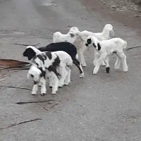 بره|حیوانات مزرعه|اهواز, زیتون کارمندی|دیوار