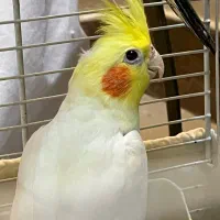 عروس هلندی نر آوازخوان آرام