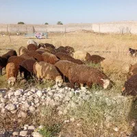 ۳۵ راس بره چاق