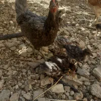مرغ گلین جوجه ریشو. گردن گلابی. محلی|حیوانات مزرعه|شیراز, گویم|دیوار