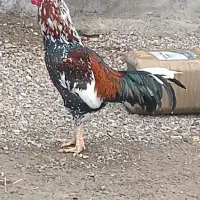 لاری اصل|حیوانات مزرعه|مشگین شهر, |دیوار