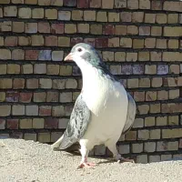 کفتر‌ساده‌طوقی‌سینه‌سیاه