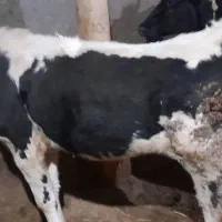 فروش گاو|حیوانات مزرعه|نظر کهریزی, |دیوار