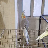 عروس هلندی آرام|پرنده|بافق, |دیوار