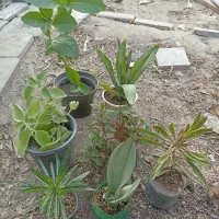 گیاهان شاداب