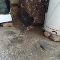 مرغ تخم گذار