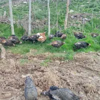 بوقلمون نر وتخم مرغ نطفه دار