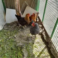 مرغ وخروس ،خروس لهستانی