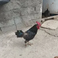 یک عدد خروس سیاه