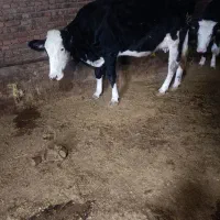 تلیسه سیمنتال ..|حیوانات مزرعه|نظر کهریزی, |دیوار