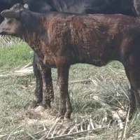 گاو گوساله گوسفند بز بره گاومیش در شادگان