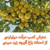 فروش نهال آلوچه زرد سیدی