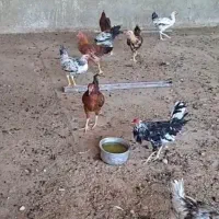 ۲۵خروس ودبر شاخ جفت