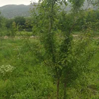 فروش زمین کشاورزی(باغ)|فروش دفتر صنعتی، کشاورزی، تجاری|ایوان, |دیوار