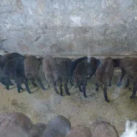 فروش بره