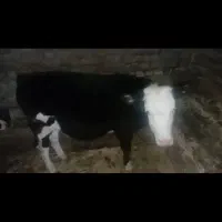 گوساله
