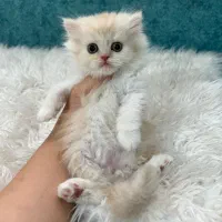 بچه گربه ها با تحویل حضوری در اهواز|گربه|رامهرمز, |دیوار