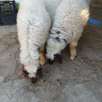 سه عدد بره دوعدد نر و یک ماده