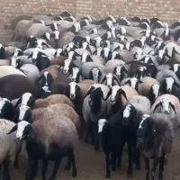 ۱۲۰ راس شیشک میش شال هیکلی درشت آبستن سنگین|حیوانات مزرعه|بوئین زهرا, |دیوار