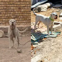 دوتا سگ داگو آرژانتین نر بی کله پیتبول روانی کشش