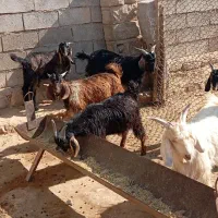 کهره گوشتی سرحد چاق چاق|حیوانات مزرعه|بهبهان, |دیوار