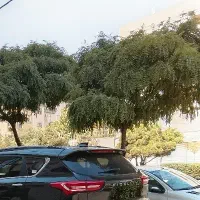 همخونه