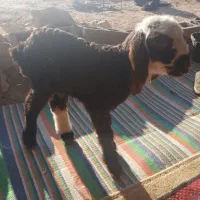 فروش بره شیری