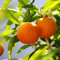 نارنج‌هات کوچیکه اینو بزن بزرگشون کن