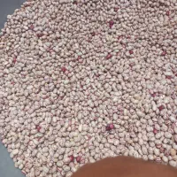 لوبیا چیتی دست چین درجه یک سارال