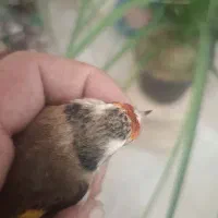 ماده سهره داغسر رسمی 3پردم سفید|پرنده|تهران, شهر زیبا|دیوار