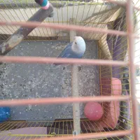 طوطی برزیلی۴۵۰ نر|پرنده|سنندج, |دیوار