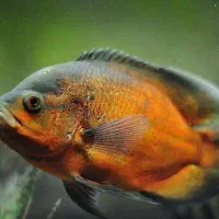 ماهی و آکواریوم