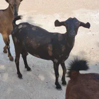 کهره گیسه چاخ چله