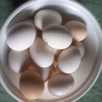 تخم مرغ محلی
