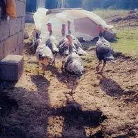 فروش هشتر خان