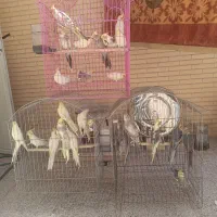عروس هلندی|پرنده|یزد, |دیوار