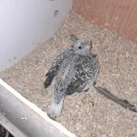 عروس هلندی|پرنده|زابل, |دیوار