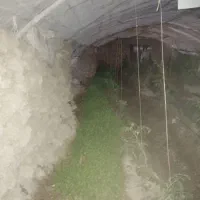 سبزی گلخانه‌ای|گل و گیاه طبیعی|نیمروز, |دیوار