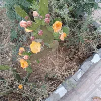 تدریس خصوصی